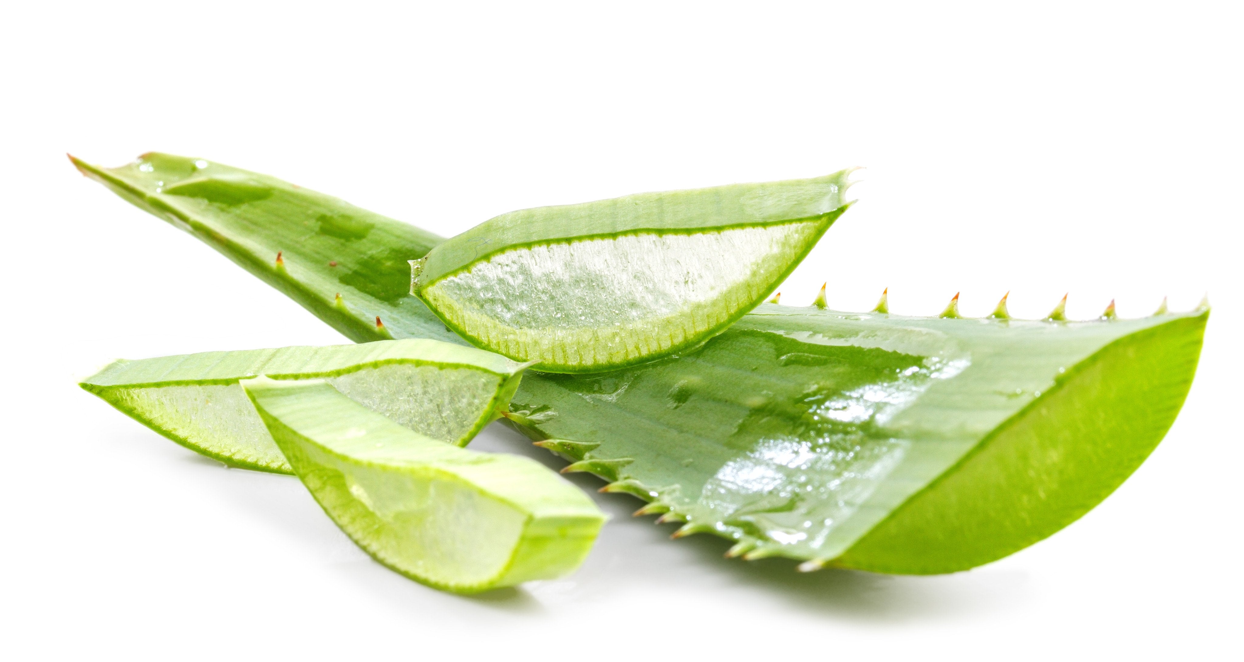 Aloe Vera (Lidah Buaya)